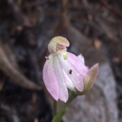 Caladenia carnea (Pink Fingers) at Downer, ACT - 29 Sep 2021 by Ned_Johnston