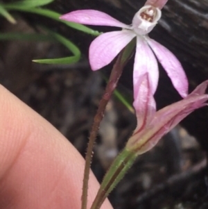 Caladenia carnea at Acton, ACT - 29 Sep 2021