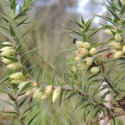 Melichrus urceolatus (Urn Heath) at Tuggeranong Hill - 17 Sep 2021 by michaelb