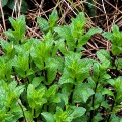 Mentha spicata (Garden Mint) at Umbagong District Park - 30 Sep 2021 by tpreston