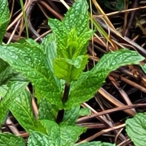 Mentha spicata at Latham, ACT - 30 Sep 2021