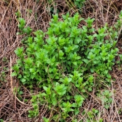 Mentha spicata at Latham, ACT - 30 Sep 2021