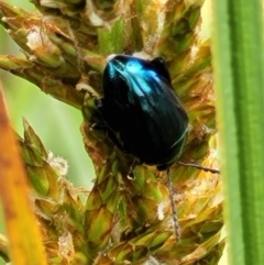 Arsipoda chrysis (Flea beetle) at Latham, ACT - 30 Sep 2021 by trevorpreston