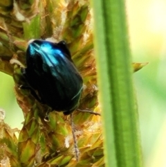 Arsipoda chrysis at Latham, ACT - 30 Sep 2021 10:55 AM