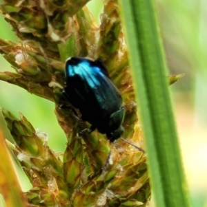 Arsipoda chrysis at Latham, ACT - 30 Sep 2021 10:55 AM