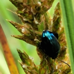 Arsipoda chrysis at Latham, ACT - 30 Sep 2021 10:55 AM