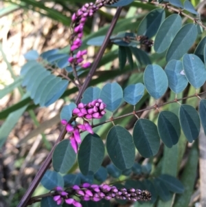 Indigofera australis subsp. australis at Lower Boro, NSW - 25 Sep 2021 08:33 AM