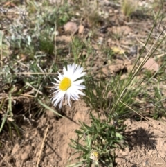 Brachyscome dentata (Lobe-Seed Daisy) at Corrowong, NSW - 28 Sep 2021 by BlackFlat