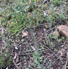 Linaria arvensis (Corn Toadflax) at Black Flat at Corrowong - 28 Sep 2021 by BlackFlat