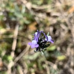 Linaria arvensis at Corrowong, NSW - 28 Sep 2021