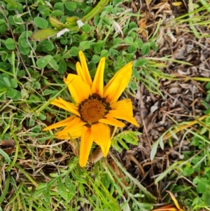 Gazania x splendens at Isaacs, ACT - 30 Sep 2021