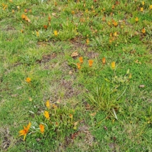 Gazania x splendens at Isaacs, ACT - 30 Sep 2021 01:57 PM