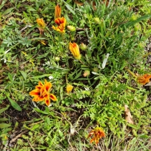 Gazania x splendens at Isaacs, ACT - 30 Sep 2021