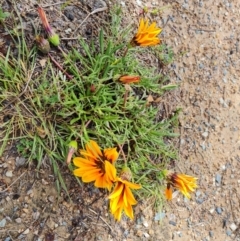 Gazania x splendens at Isaacs, ACT - 30 Sep 2021