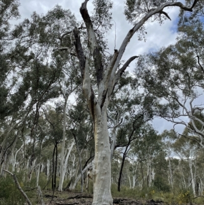 Callocephalon fimbriatum (Gang-gang Cockatoo) at Aranda Bushland - 30 Sep 2021 by staceytaylor