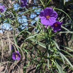 Solanum linearifolium (Kangaroo Apple) at O'Connor, ACT - 23 Sep 2021 by rossleetabak