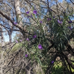 Solanum linearifolium at O'Connor, ACT - suppressed