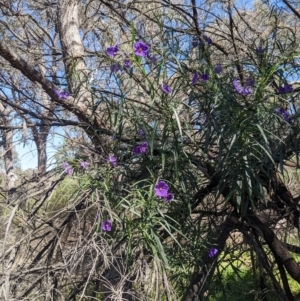 Solanum linearifolium at O'Connor, ACT - suppressed