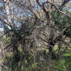 Solanum linearifolium at O'Connor, ACT - suppressed