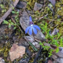 Cyanicula caerulea (Blue Fingers, Blue Fairies) at O'Connor, ACT - 14 Sep 2021 by rossleetabak