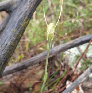 Diplodium nanum (ACT) = Pterostylis nana (NSW) at Denman Prospect, ACT - suppressed