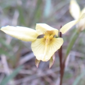 Diuris chryseopsis at Hall, ACT - suppressed