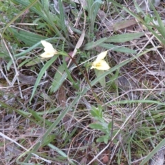 Diuris chryseopsis at Hall, ACT - suppressed