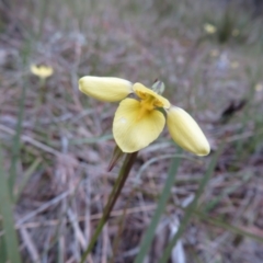 Diuris chryseopsis at Hall, ACT - suppressed