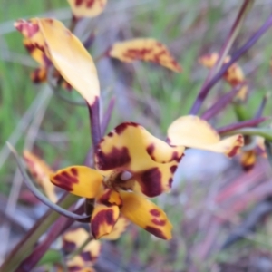 Diuris pardina at Hall, ACT - suppressed