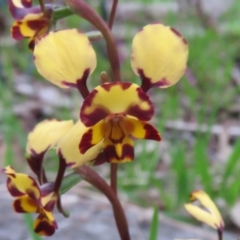 Diuris pardina (Leopard Doubletail) at Hall, ACT - 29 Sep 2021 by Christine