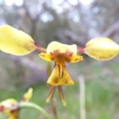 Diuris sp. (hybrid) (Hybrid Donkey Orchid) at Hall, ACT - 29 Sep 2021 by Christine