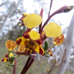 Diuris pardina at Hall, ACT - suppressed