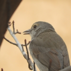 Colluricincla harmonica (Grey Shrikethrush) at Murrumbateman, NSW - 30 Sep 2021 by SimoneC