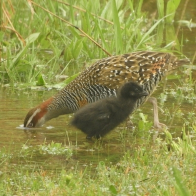 Gallirallus philippensis (Buff-banded Rail) at Murrumbateman, NSW - 29 Sep 2021 by SimoneC