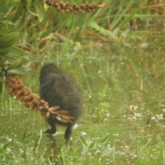 Gallirallus philippensis at Murrumbateman, NSW - 30 Sep 2021 08:07 AM