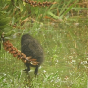 Gallirallus philippensis at Murrumbateman, NSW - 30 Sep 2021 08:07 AM