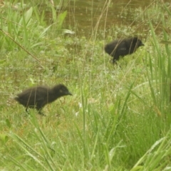 Gallirallus philippensis at Murrumbateman, NSW - 30 Sep 2021 08:07 AM