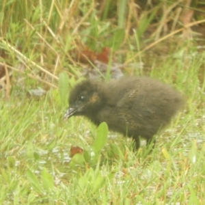 Gallirallus philippensis at Murrumbateman, NSW - 30 Sep 2021 08:07 AM