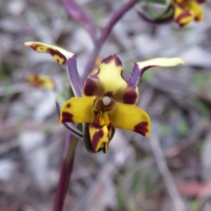 Diuris pardina at Hall, ACT - suppressed