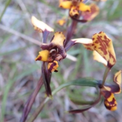 Diuris pardina (Leopard Doubletail) at Hall, ACT - 29 Sep 2021 by Christine