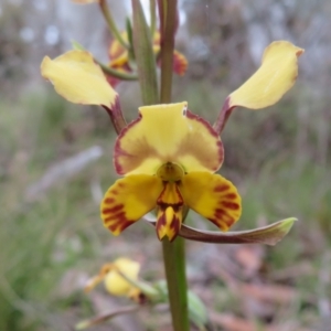 Diuris semilunulata at Hall, ACT - suppressed