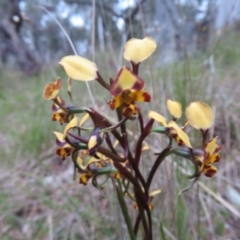 Diuris pardina (Leopard Doubletail) at Hall, ACT - 29 Sep 2021 by Christine