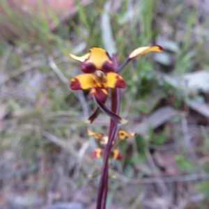 Diuris pardina at Hall, ACT - suppressed