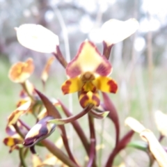 Diuris pardina at Hall, ACT - suppressed