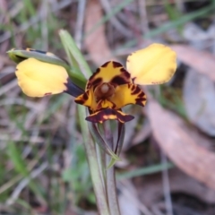 Diuris pardina (Leopard Doubletail) at Hall, ACT - 28 Sep 2021 by Christine