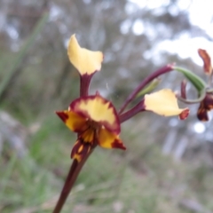 Diuris pardina (Leopard Doubletail) at Hall, ACT - 28 Sep 2021 by Christine