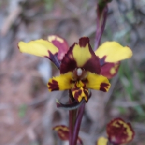 Diuris pardina at Hall, ACT - suppressed