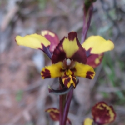 Diuris pardina (Leopard Doubletail) at Hall, ACT - 29 Sep 2021 by Christine