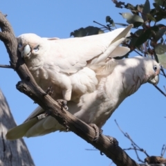 Cacatua sanguinea (Little Corella) at Pialligo, ACT - 28 Sep 2021 by jb2602