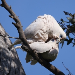 Cacatua sanguinea at Pialligo, ACT - 28 Sep 2021